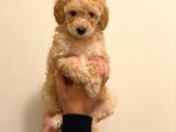 Minyatür Erkek Poodle Yavrumuz