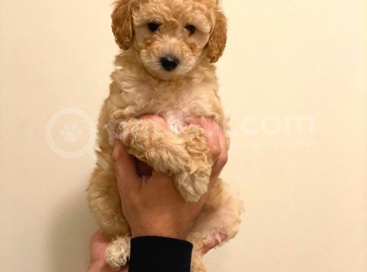 Minyatür Erkek Poodle Yavrumuz görsel