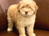 Muhteşem Maltipoo Yavrumuz