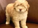 Muhteşem Maltipoo Yavrumuz
