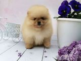 Ayı Surat Boo Pomeranian Yavrular