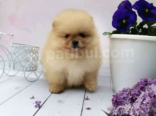 Ayı Surat Boo Pomeranian Yavrular görsel