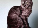 Uygun Doğum Tecrübeli Smoke Tabby