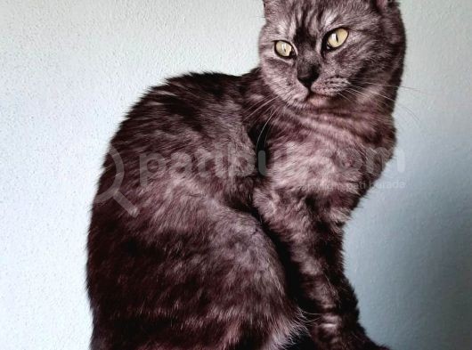 Uygun Doğum Tecrübeli Smoke Tabby görsel