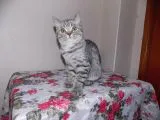 Uygun Whiskas Erkek Red Point Taşıyıcı