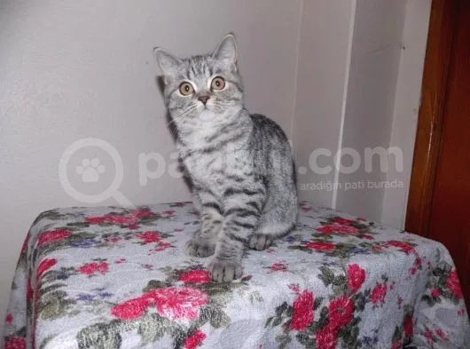 Uygun Whiskas Erkek Red Point Taşıyıcı