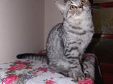 Uygun Whiskas Erkek Red Point Taşıyıcı