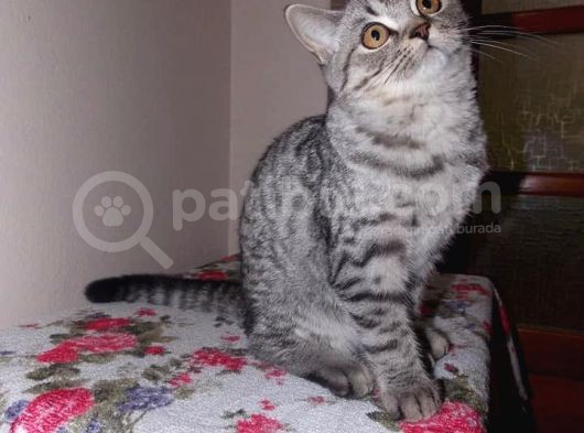 Uygun Whiskas Erkek Red Point Taşıyıcı görsel