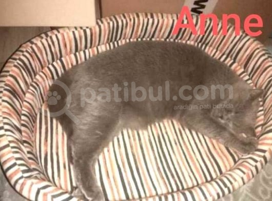 Uygun Whiskas Erkek Red Point Taşıyıcı görsel