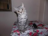 Uygun Whiskas Erkek Red Point Taşıyıcı