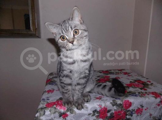 Uygun Whiskas Erkek Red Point Taşıyıcı görsel