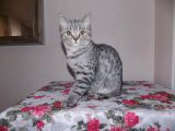 Uygun Whiskas Erkek Red Point Taşıyıcı