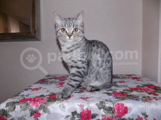Uygun Whiskas Erkek Red Point Taşıyıcı görsel
