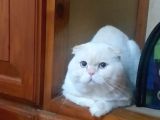 Uygun Whiskas Erkek Red Point Taşıyıcı