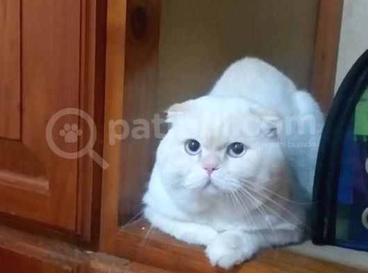 Uygun Whiskas Erkek Red Point Taşıyıcı görsel