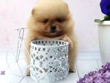 Ayı Surat Boo Pomeranian Yavrular