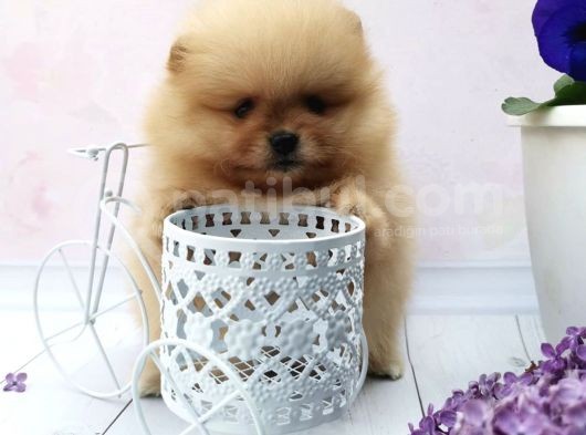 Ayı Surat Boo Pomeranian Yavrular görsel