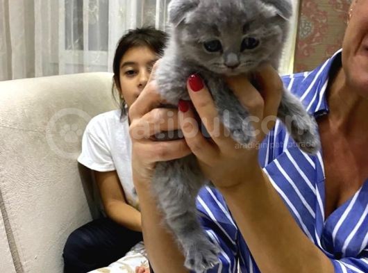 Sıfır Kulak Bebekler görsel