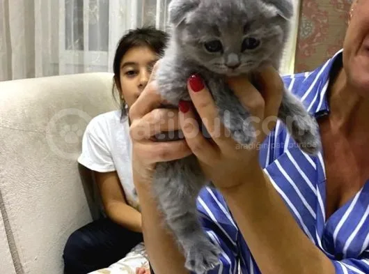 Sıfır Kulak Bebekler