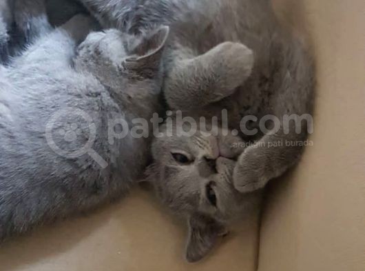 Bebekler Yeni Yuvalarını Arıyor görsel
