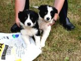 Border Collie Bebekler