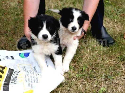 Border Collie Bebekler görsel
