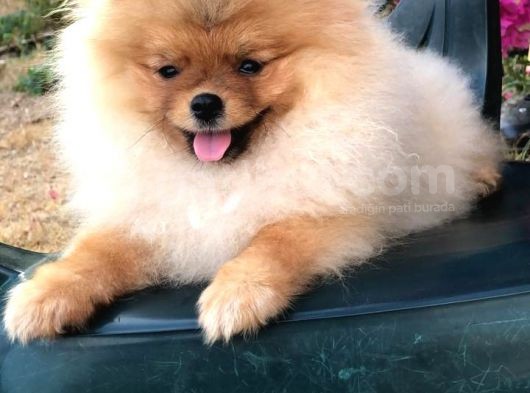 Tedy Bear Mükemmel Dişi görsel