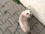 Güzel Çocuğumuza Yuva Arıyoruz