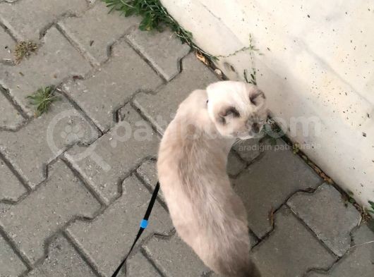 Güzel Çocuğumuza Yuva Arıyoruz görsel