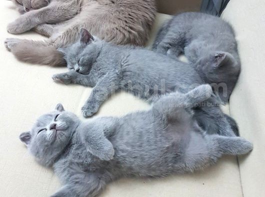 Bebekler Yeni Yuvalarını Arıyor görsel