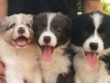 Border Collie Bebekler