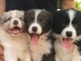 Border Collie Bebekler