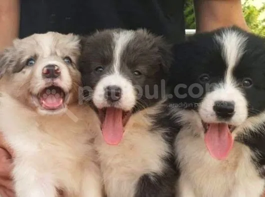 Border Collie Bebekler