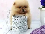 Ayı Surat Boo Pomeranian Yavrular