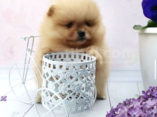 Ayı Surat Boo Pomeranian Yavrular görsel