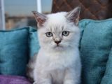 Linx Point Erkek Bebeğim