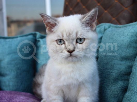 Linx Point Erkek Bebeğim görsel