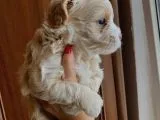Maltipoo Yavrusu