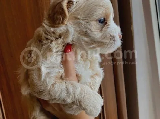 Maltipoo Yavrusu