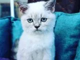 Linx Point Erkek Bebeğim