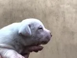 A Kalite Dişi Dogo Yavruları