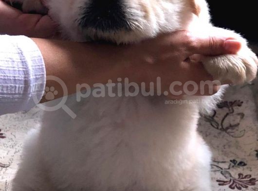 Her İle Gönderim İmkanı Erkek Yavrumuz A Kalite Beyaz görsel