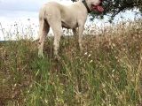 A Kalite Dişi Dogo Yavruları
