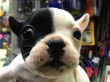 Fransız Bulldog Dişi Yavrumuz