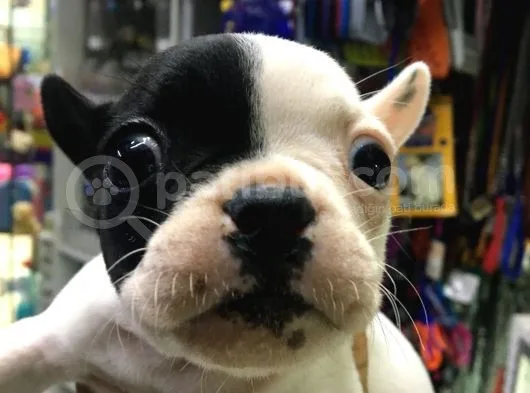 Fransız Bulldog Dişi Yavrumuz