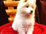 Full Aşılı Karneli Harika Samoyed Yavrular