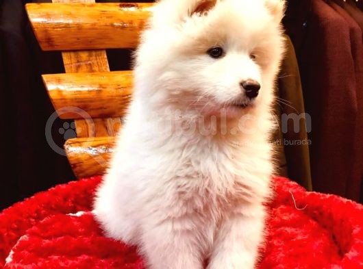 Full Aşılı Karneli Harika Samoyed Yavrular görsel