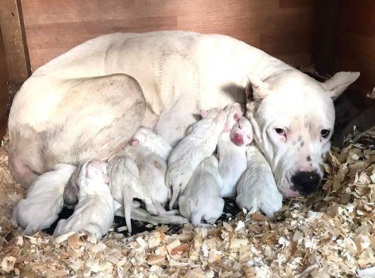 A Kalite Dişi Dogo Yavruları görsel