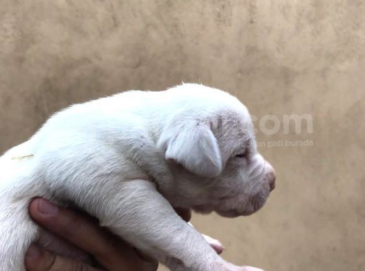 A Kalite Dişi Dogo Yavruları görsel