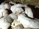 A Kalite Dişi Dogo Yavruları